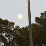 The full moon rises in the evening sky above trees and a tall streetlight pole.