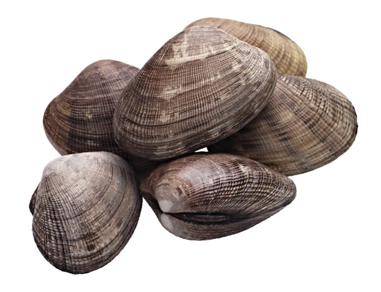 Shellfish Harvesting Season Closes May 27