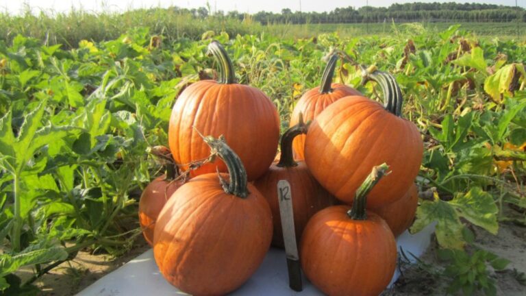 Several orange pumpkins with green stems stacked together in a field, with green plants and a clear sky in the background.