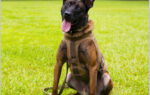 A Belgian Malinois dog wearing a harness sits on green grass with its tongue out, trees in the background.