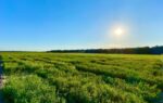 Green field under a clear blue sky with the sun shining bright and trees lining the horizon.