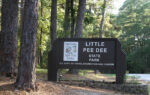 Entrance sign for Little Pee Dee State Park surrounded by tall pine trees, sunlight filtering through the forest in the background.