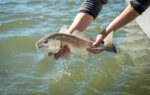 Person holding a fish above water with both hands, preparing to release it back into the lake or river. The fish appears wet and recently caught.