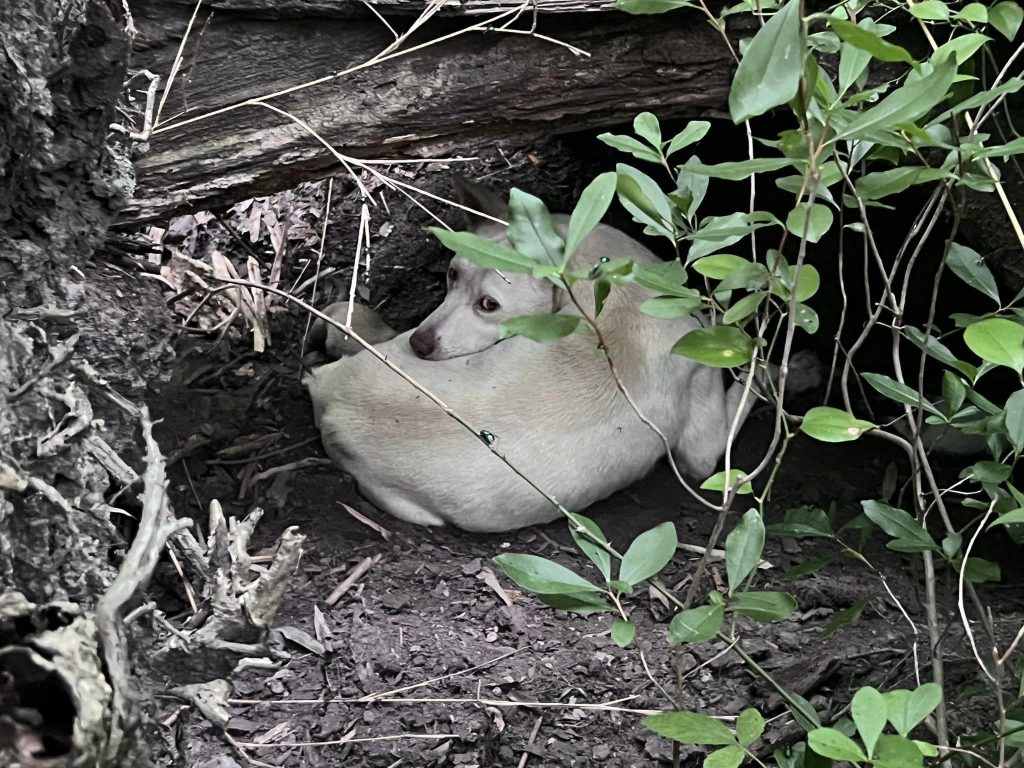 A light-colored dog is curled up under a fallen log, partially hidden by green plants and branches in a forested area.