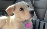 A light-colored puppy with a pink heart-shaped tag sits in a car, looking up with big eyes, next to a gray pet carrier.