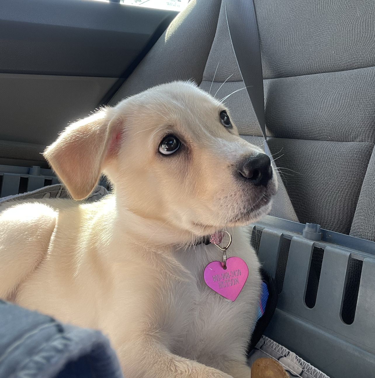 A light-colored puppy with a pink heart-shaped tag sits in a car, looking up with big eyes, next to a gray pet carrier.