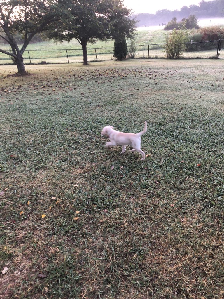 A small white puppy running on a grassy lawn with trees and a fence in the background on a foggy morning.