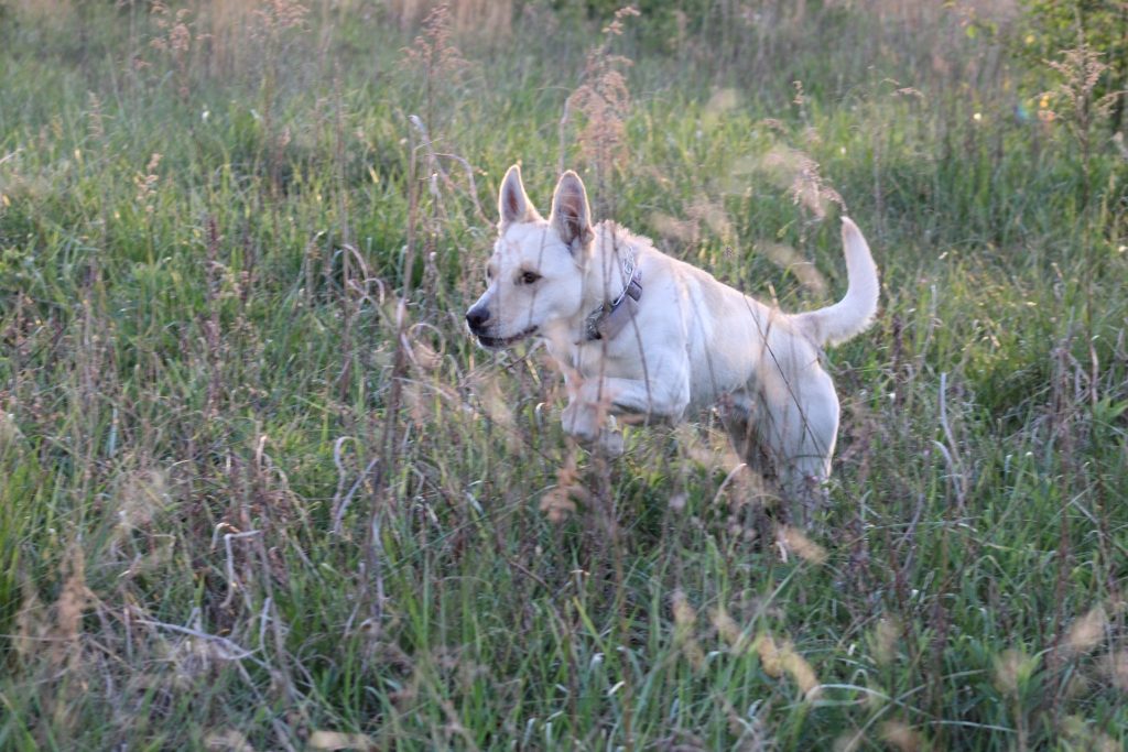 A light-colored dog with upright ears running through tall green grass in a field, wearing a collar.
