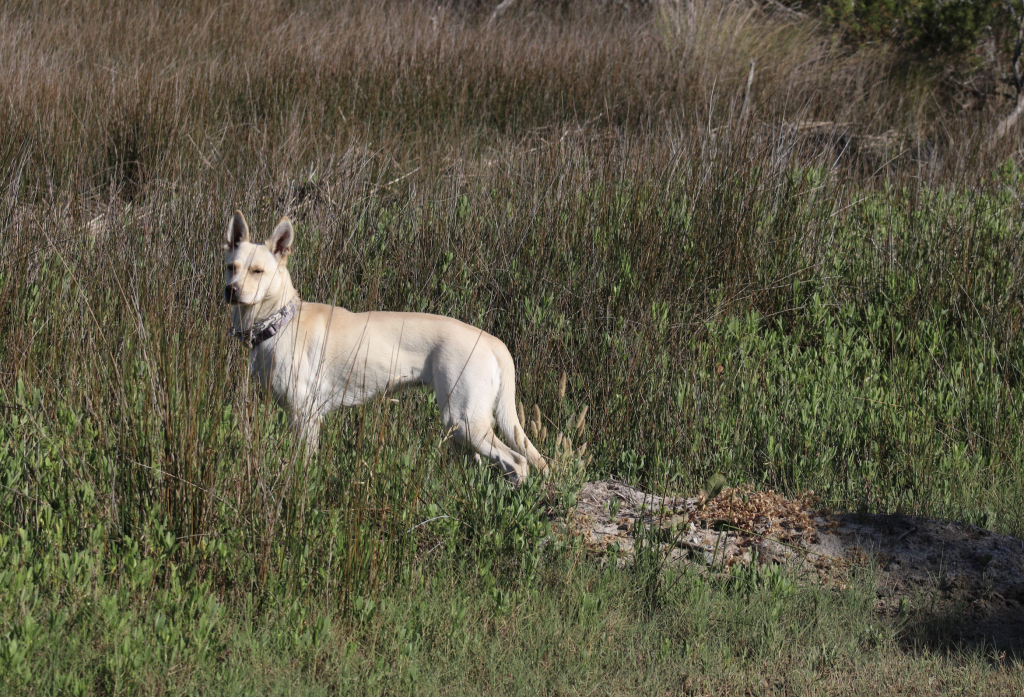 A light colored dog in a field