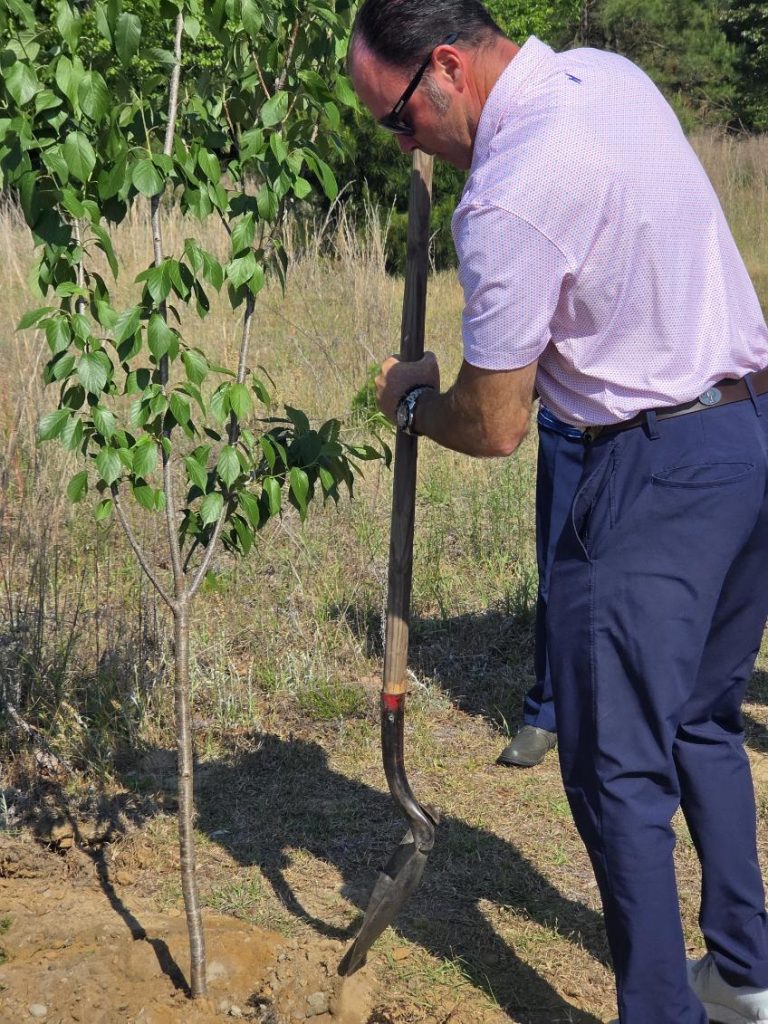 A man in a pink shirt and blue pants is using a shovel to plant a small tree outdoors on a sunny day.