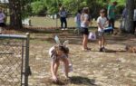 Children hunting for Easter eggs outside; one girl wearing bunny ears bends down to pick up an egg, while other kids and adults stand in the background.