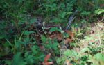 A fawn with white spots lies camouflaged among green plants and grass on the forest floor.