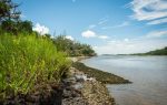 Riverbank with green grasses, exposed rocks, and oysters under a bright blue sky with scattered clouds, bordered by trees in the distance.