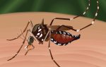 A close-up illustration of a mosquito with black and white markings feeding on human skin.
