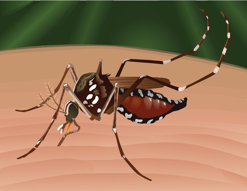 A close-up illustration of a mosquito with black and white markings feeding on human skin.
