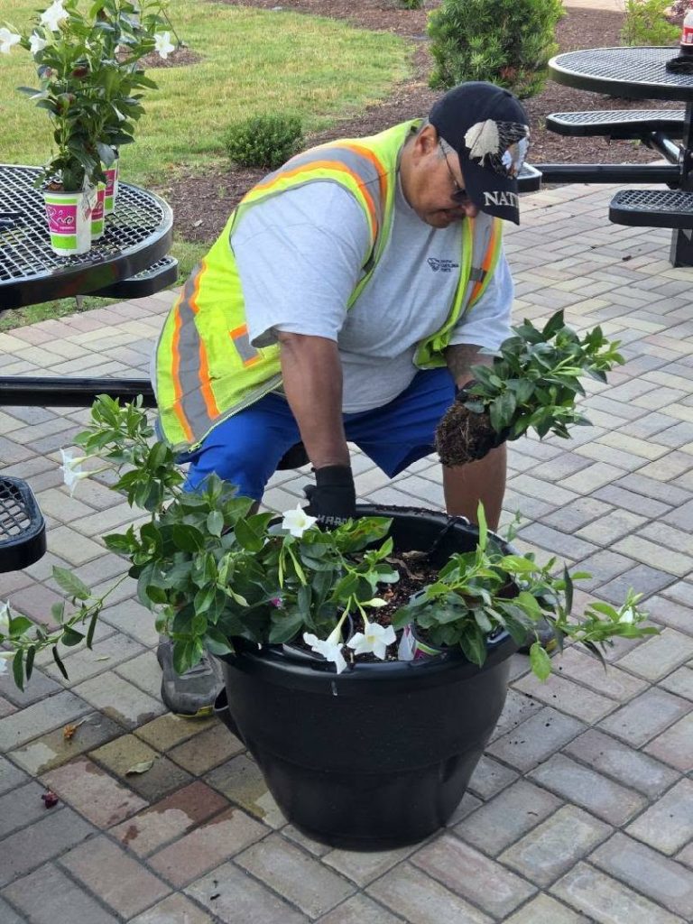 A person wearing a safety vest and gloves plants green leafy plants with white flowers in a large black pot on a paved outdoor area.