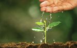 A hand watering a small green plant seedling in soil with clear water, symbolizing growth, nurturing, and environmental care.