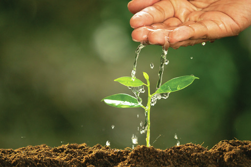 A hand watering a small green plant seedling in soil with clear water, symbolizing growth, nurturing, and environmental care.