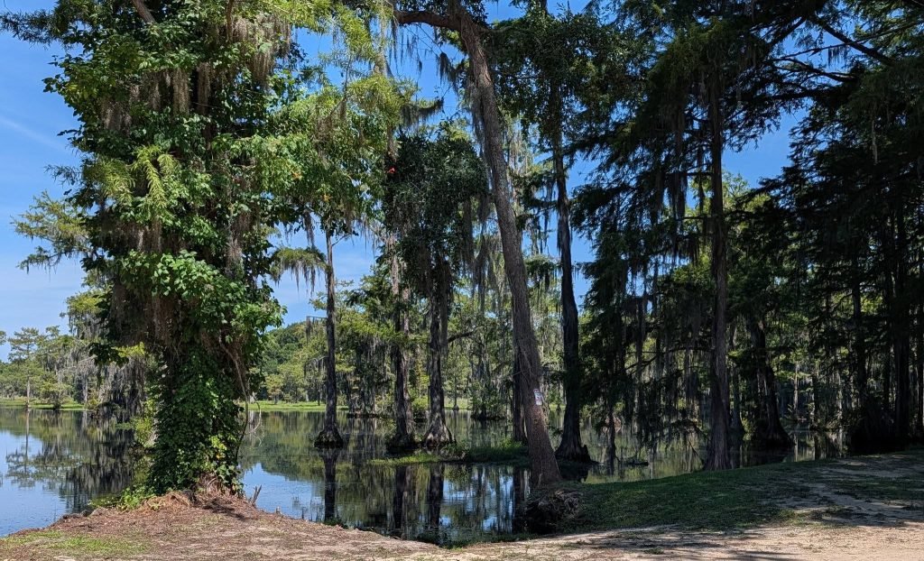 A serene swamp scene with tall trees, Spanish moss, and still water reflecting the greenery, under a bright blue sky.