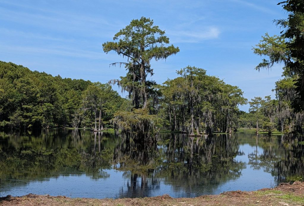 Tall cypress trees with hanging moss reflected in a calm, swampy lake, surrounded by dense green forest under a clear blue sky.