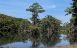 Tall cypress trees with hanging moss reflected in a calm, swampy lake, surrounded by dense green forest under a clear blue sky.